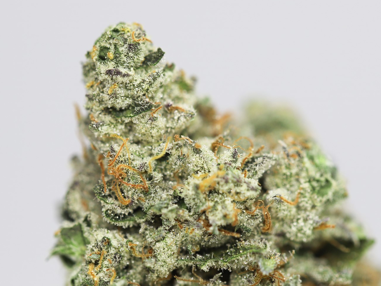 CHERRY WONKA AAAA CLOSE UP 1.jpg CHERRY WONKA AAAA CLOSE UP 1.jpg