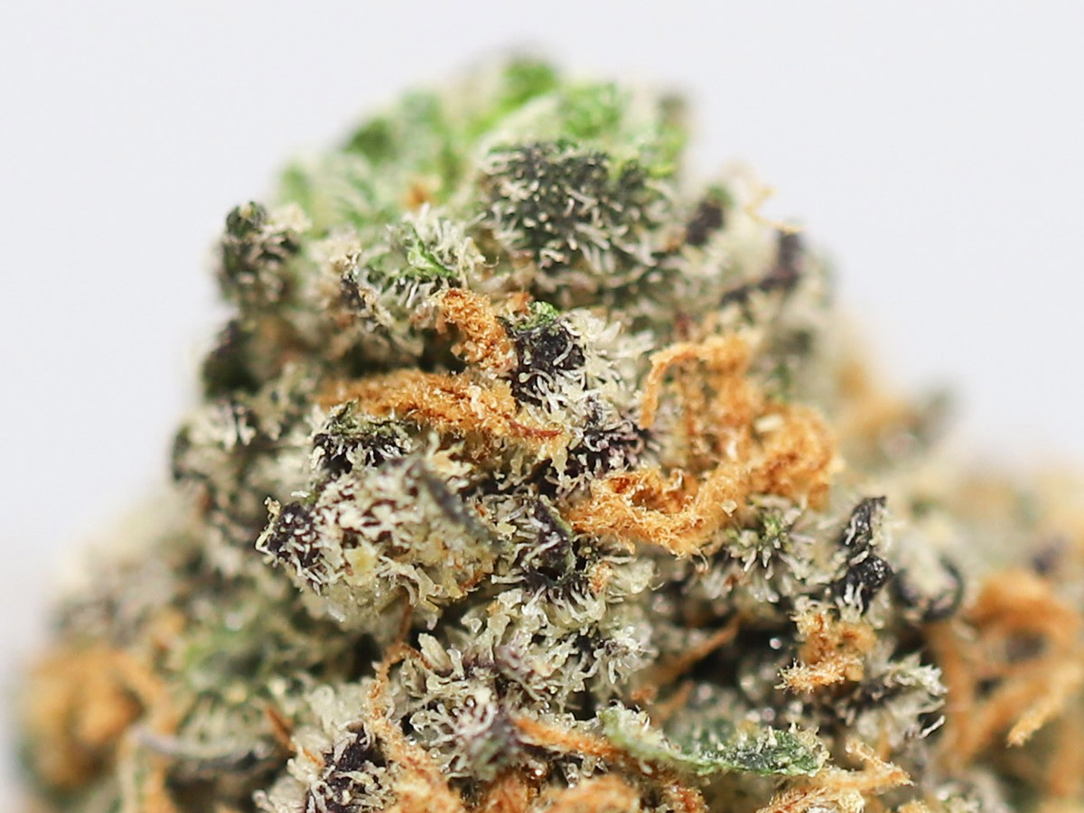 CHOCOLOPE AA CLOSE UP 2 .jpg CHOCOLOPE AA CLOSE UP 2 .jpg