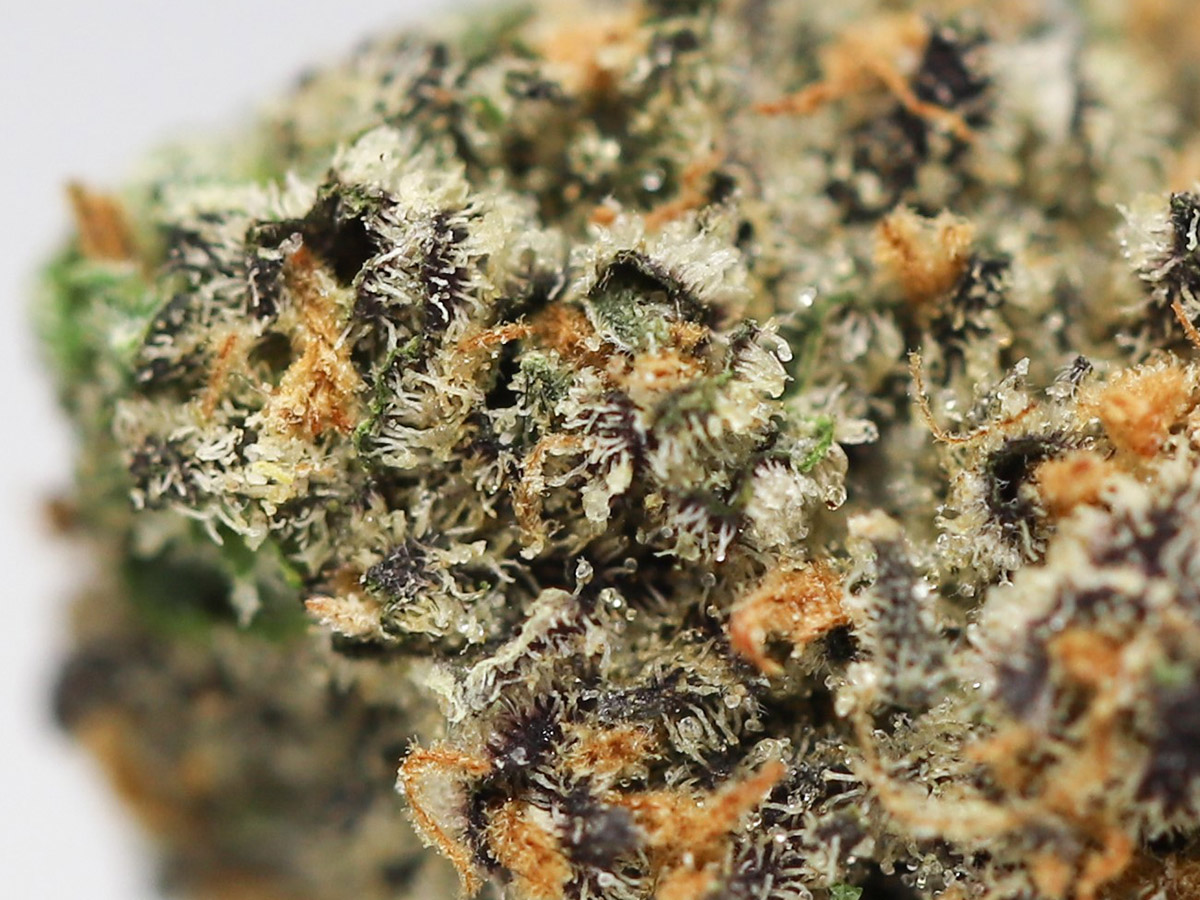 CHOCOLOPE AA CLOSE UP 2.jpg CHOCOLOPE AA CLOSE UP 2.jpg
