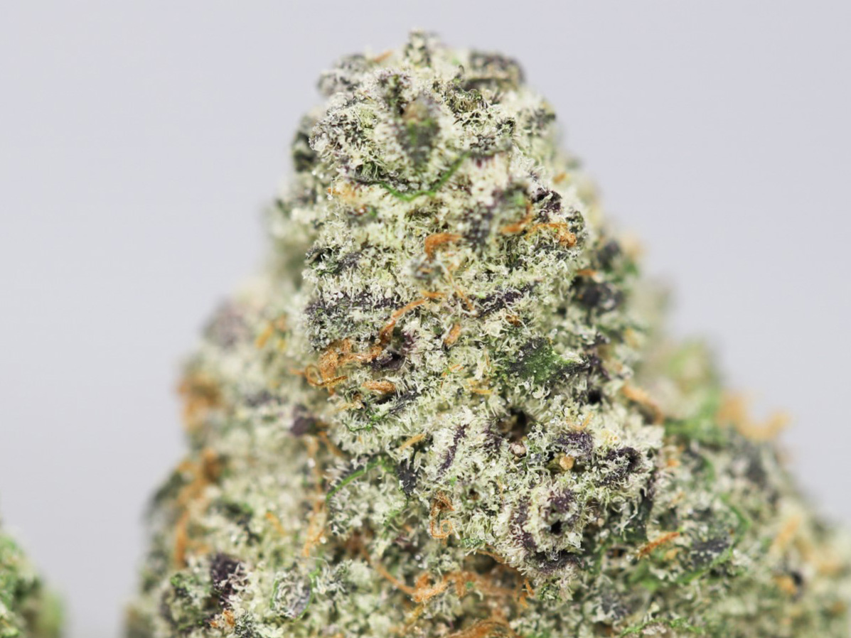 CLEMENTINE AAAA CLOSE UP 1.jpg CLEMENTINE AAAA CLOSE UP 1.jpg