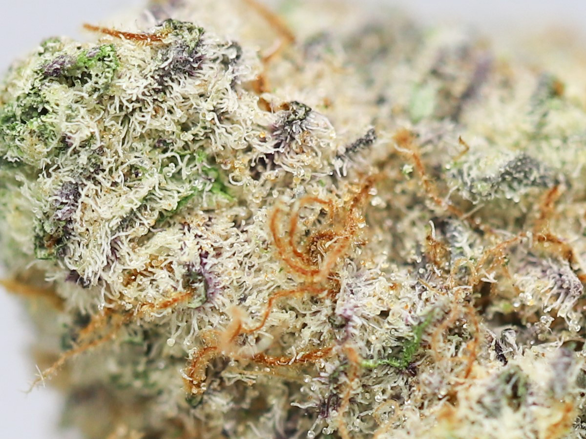 COBALT ICE AAAA CLOSE UP.jpg COBALT ICE AAAA CLOSE UP.jpg