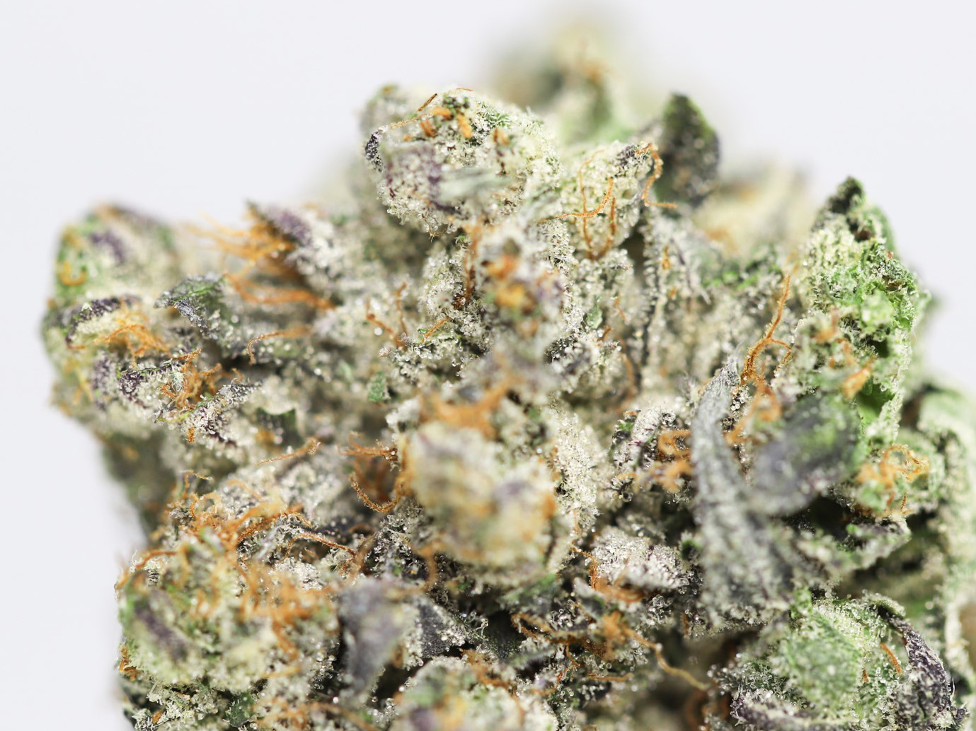 COMATOSE OG AAAA CLOSE UP 1.jpg COMATOSE OG AAAA CLOSE UP 1.jpg