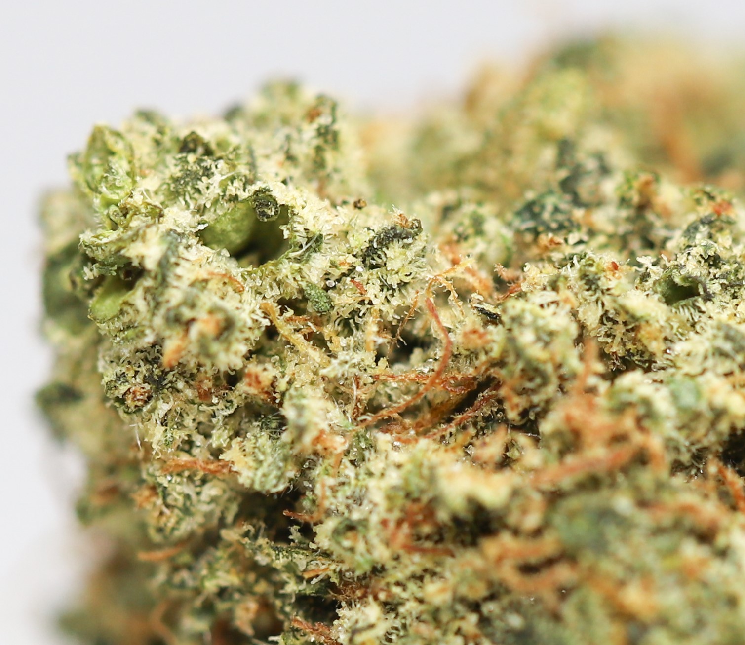 CRITICAL KUSH 99 BUDGET CLOSE UP.jpg CRITICAL KUSH 99 BUDGET CLOSE UP.jpg
