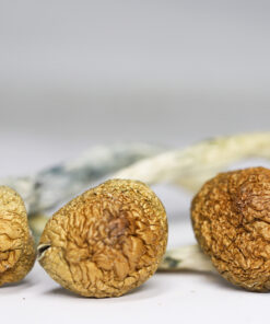 CUBENSIS B RESTOCK.jpg