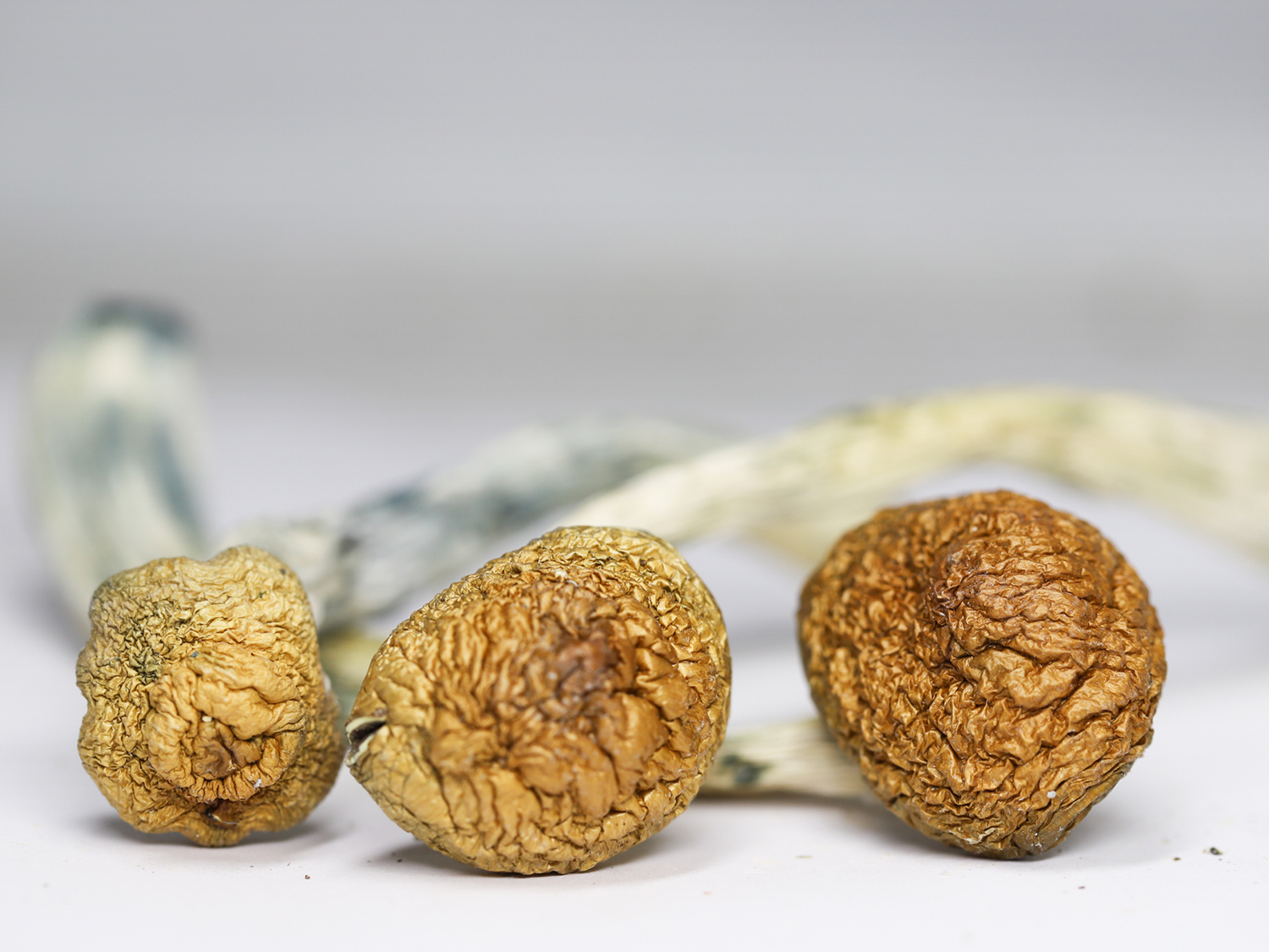CUBENSIS B RESTOCK.jpg CUBENSIS B RESTOCK.jpg
