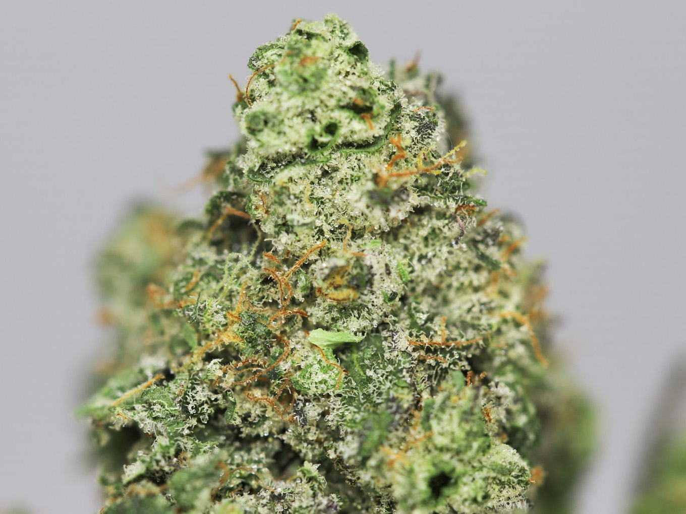 Candy Jack AAAA close up.jpg Candy Jack AAAA close up.jpg