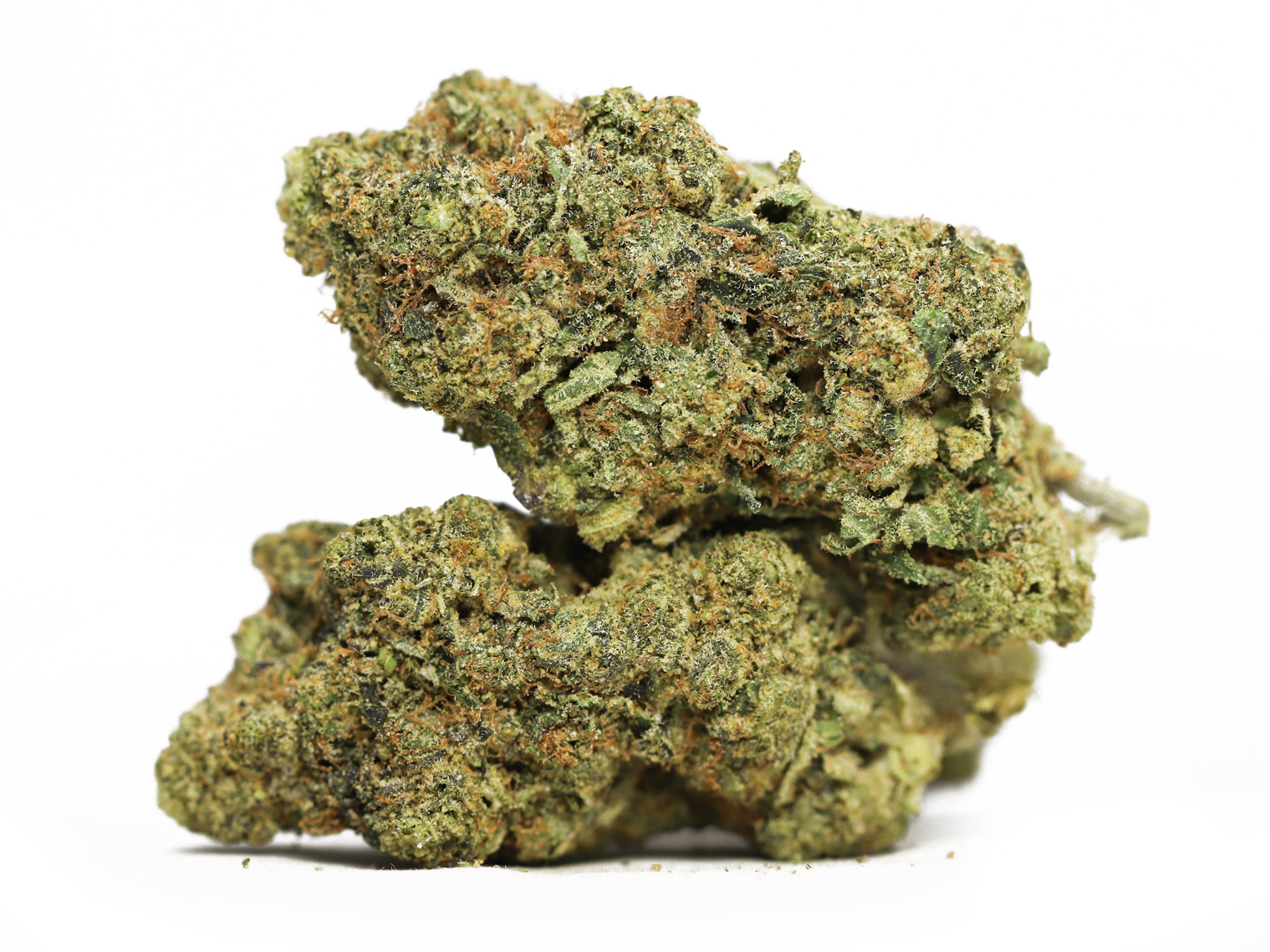 Critical Kush AA 69.jpg Critical Kush AA 69.jpg