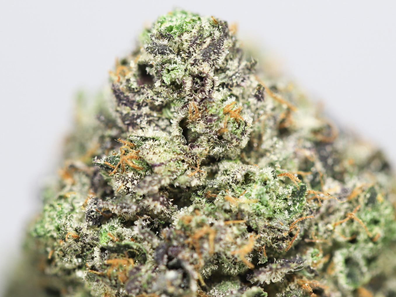 DANK SINATRA AAAA CLOSE UP 15.jpg DANK SINATRA AAAA CLOSE UP 15.jpg