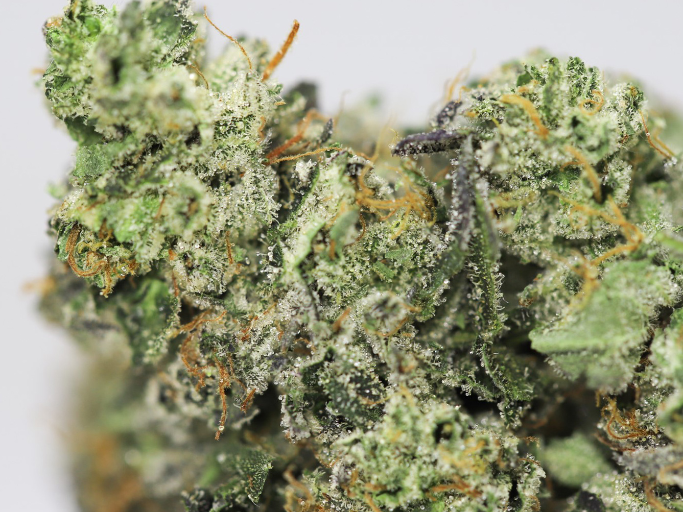 DANK SINATRA AAAA CLOSE UP 7.jpg DANK SINATRA AAAA CLOSE UP 7.jpg