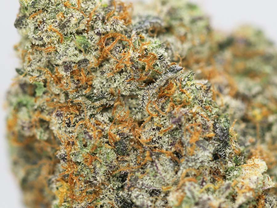 DURBAN POISON AA CLOSE UP.jpg DURBAN POISON AA CLOSE UP.jpg