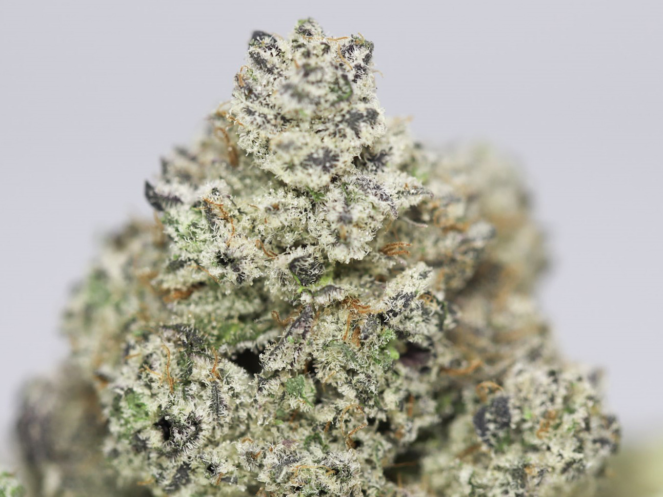 DURBAN POISON AAA CLOSE UP 3.jpg DURBAN POISON AAA CLOSE UP 3.jpg