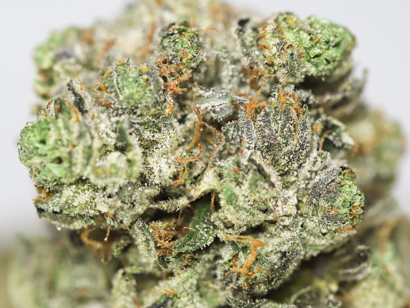 FIRE OG AAA CLOSE UP 1.jpg FIRE OG AAA CLOSE UP 1.jpg