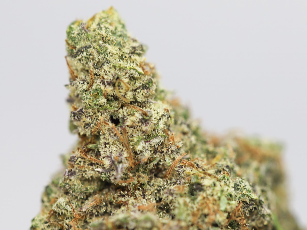 FRUIT LOOPS AA CLOSE UP 1.jpg FRUIT LOOPS AA CLOSE UP 1.jpg