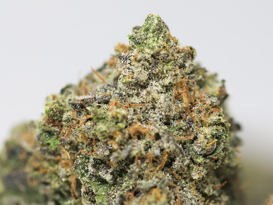 G 13 CLOSE UP 2.jpg G 13 CLOSE UP 2.jpg