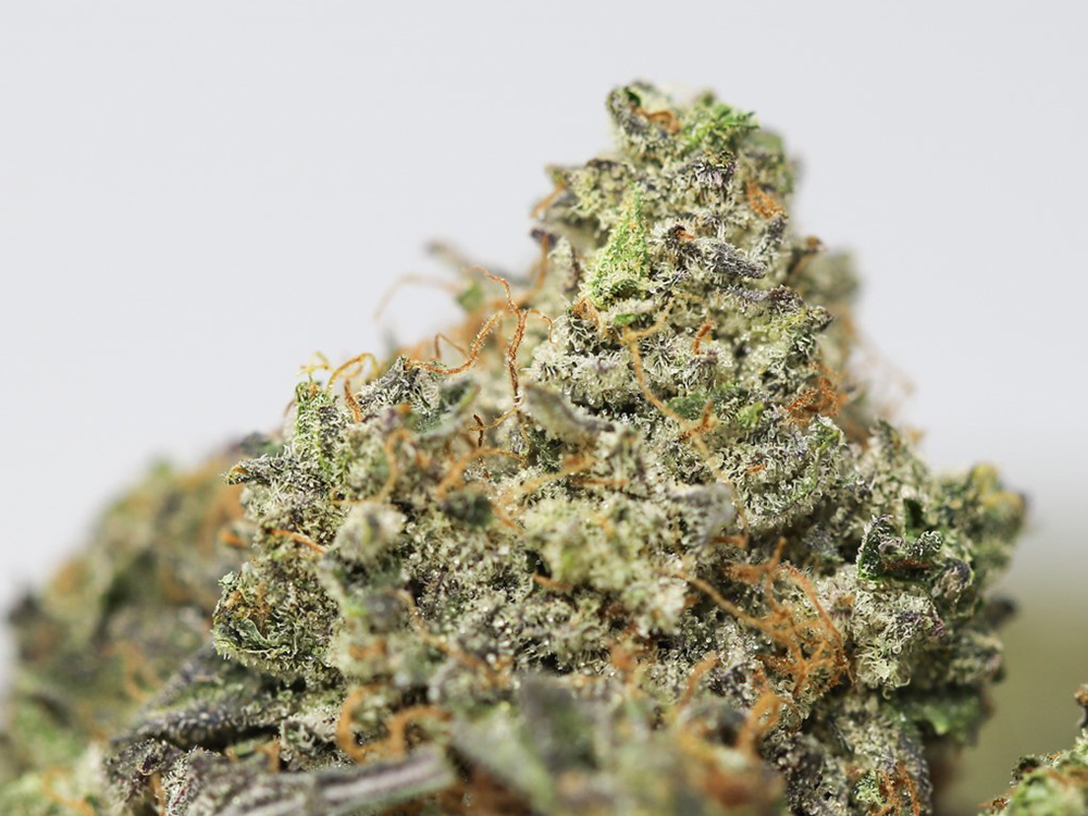 G 13 CLOSE UP.jpg G 13 CLOSE UP.jpg