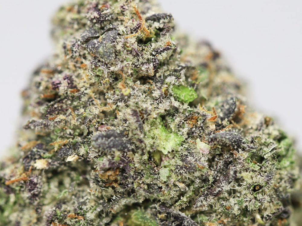 GELATO 33 AAAA CLOSE UP 1.jpg GELATO 33 AAAA CLOSE UP 1.jpg
