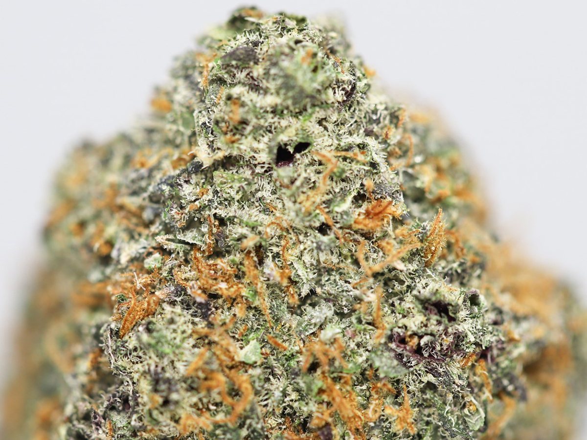 GELATO AA CLOSE UP 2.jpg GELATO AA CLOSE UP 2.jpg