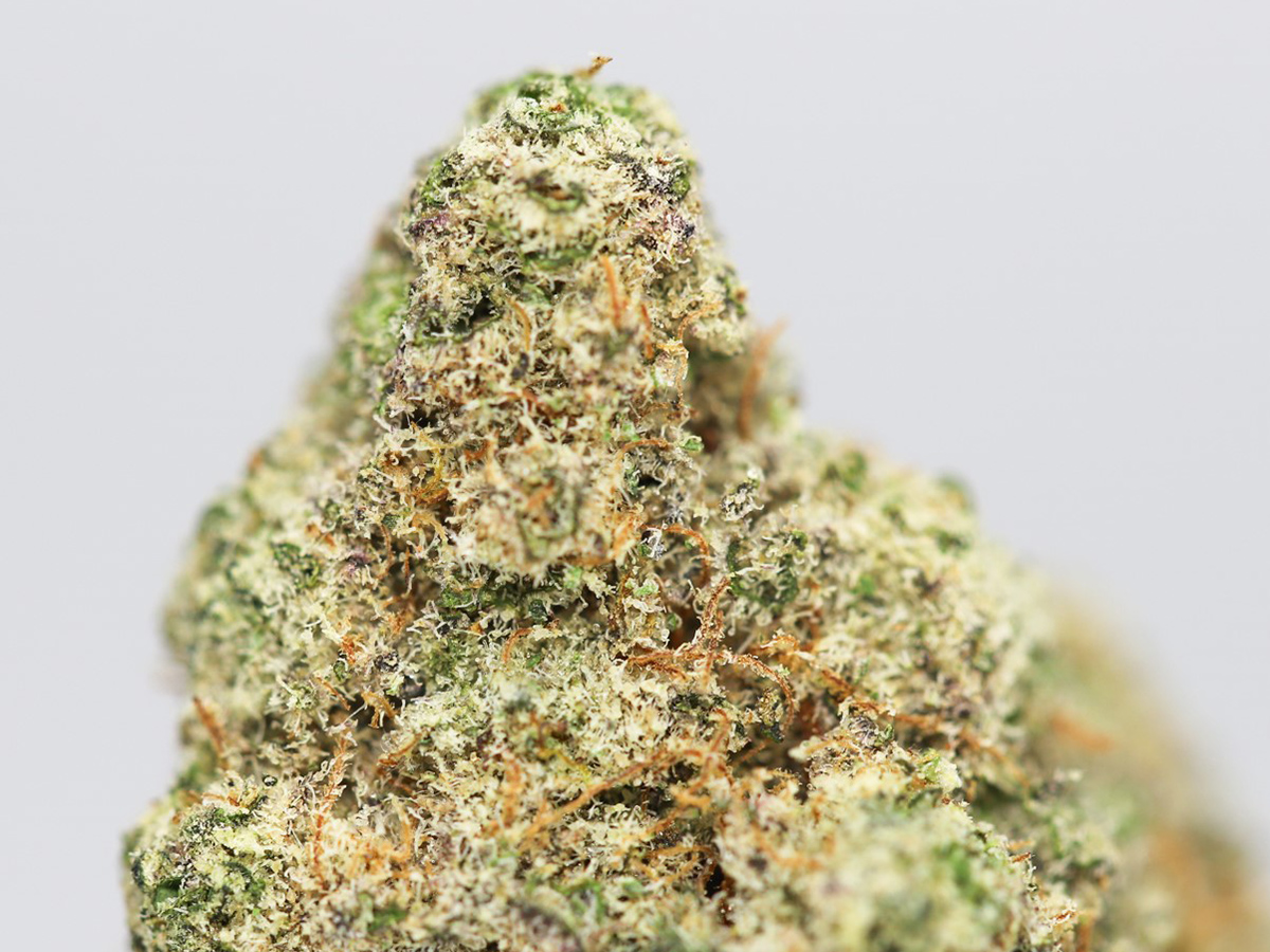 GELATO DREAM AA CLOSE UP.jpg GELATO DREAM AA CLOSE UP.jpg