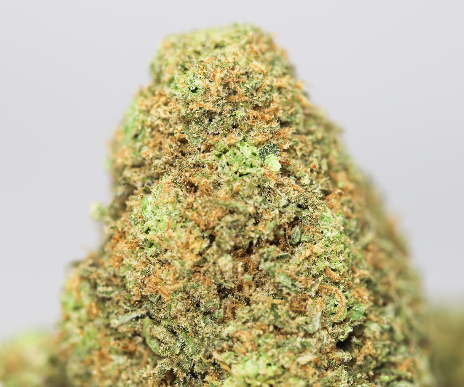 GIRL SCOUT COOKIES AA CLOSE UP 7.jpg GIRL SCOUT COOKIES AA CLOSE UP 7.jpg