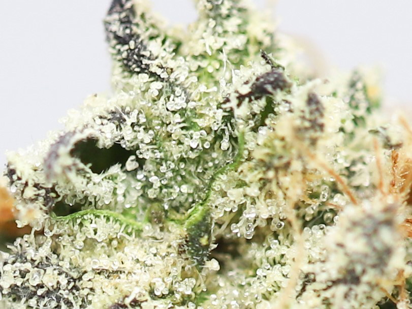 GODFATHER OG AAA CLOSE UP 1.jpg GODFATHER OG AAA CLOSE UP 1.jpg