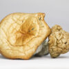 Golden Teacher (shrooms) 2 GOLDEN TEACHER SHROOMS RESTOCK.jpg