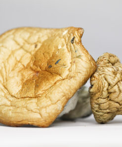 GOLDEN TEACHER SHROOMS RESTOCK.jpg