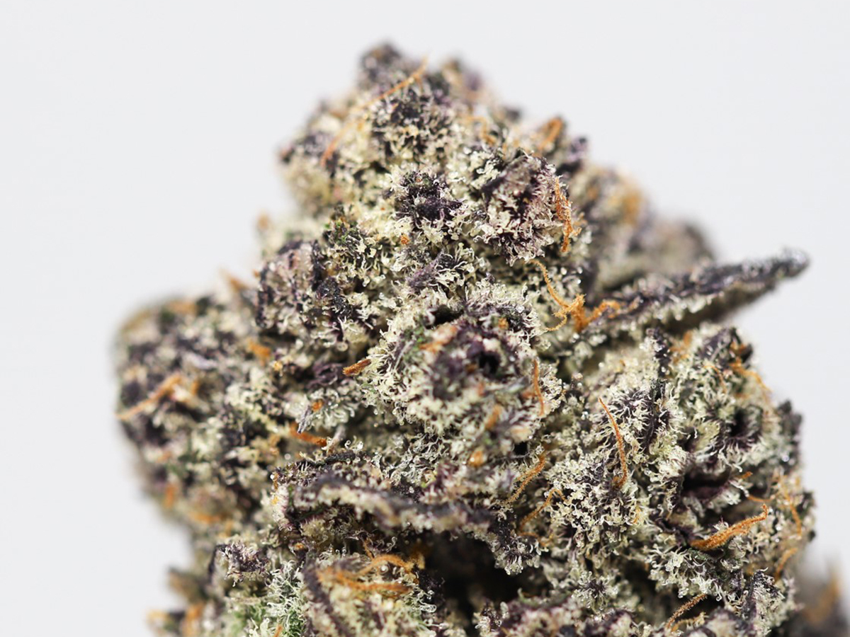 GORILLA GLUE 5 CLOSE UP 1.jpg GORILLA GLUE 5 CLOSE UP 1.jpg