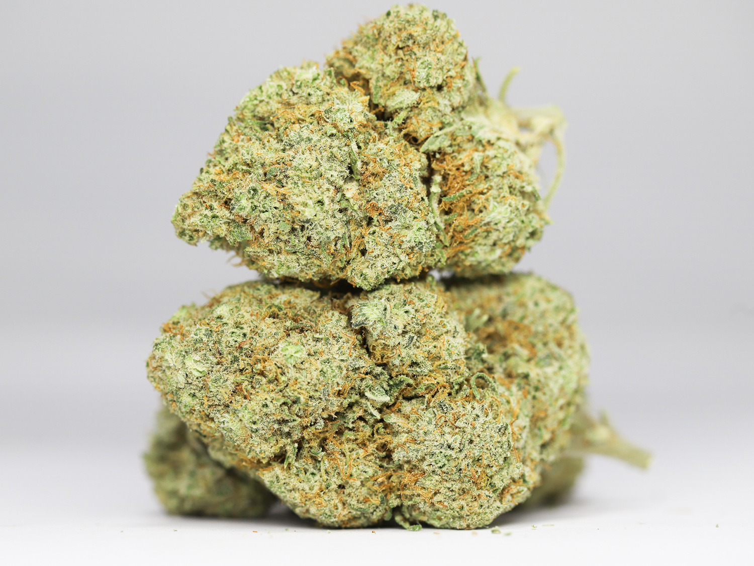 GREAT WHITE SHARK AA RESTOCK 5.jpg GREAT WHITE SHARK AA RESTOCK 5.jpg