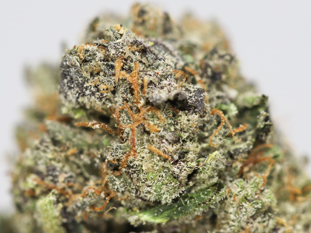 HIGH OCTANE AA CLOSE UP 1.jpg HIGH OCTANE AA CLOSE UP 1.jpg