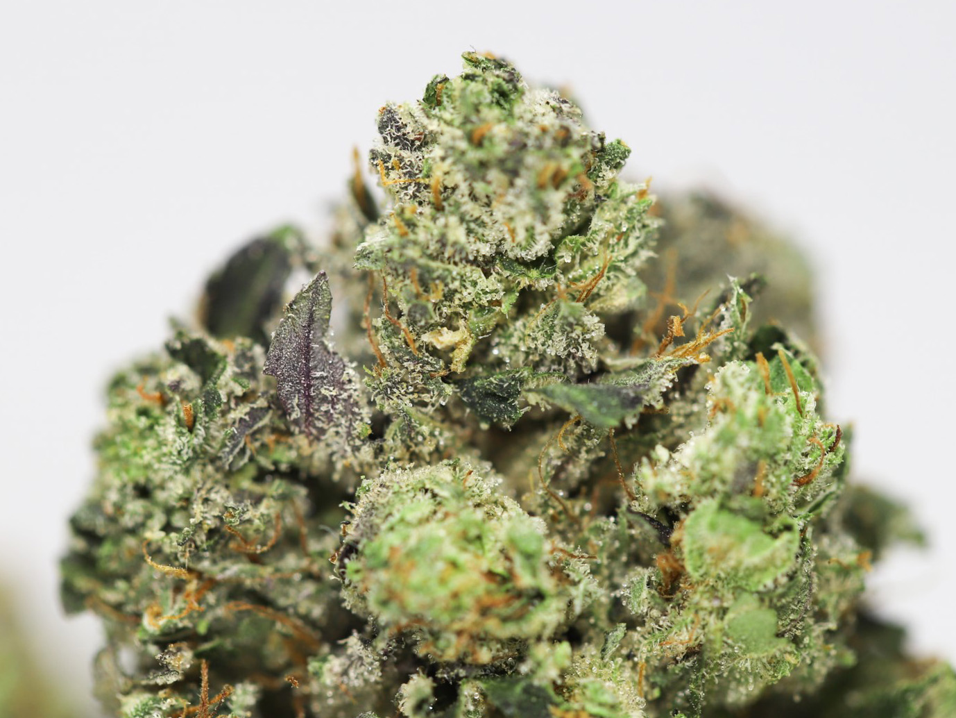 HINDU KUSH AAA CLOSE UP.jpg HINDU KUSH AAA CLOSE UP.jpg