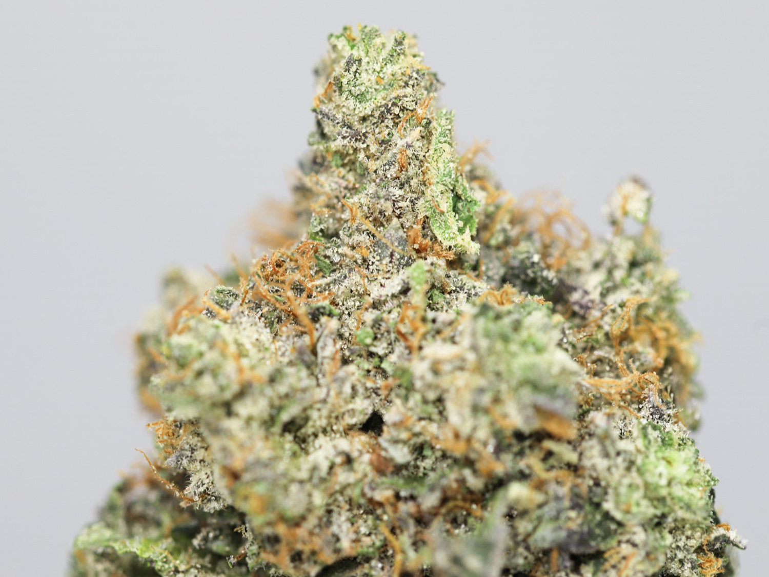 HOLY GRAIL AA CLOSE UP 3.jpg HOLY GRAIL AA CLOSE UP 3.jpg