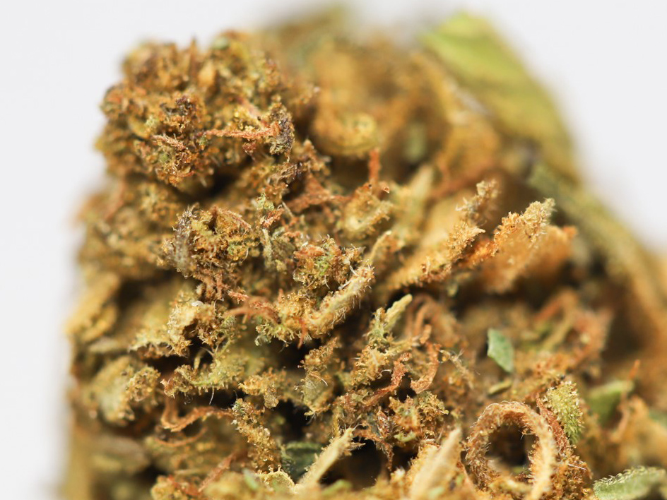 JAMAICAN HAZE AA CLOSE UP.jpg JAMAICAN HAZE AA CLOSE UP.jpg