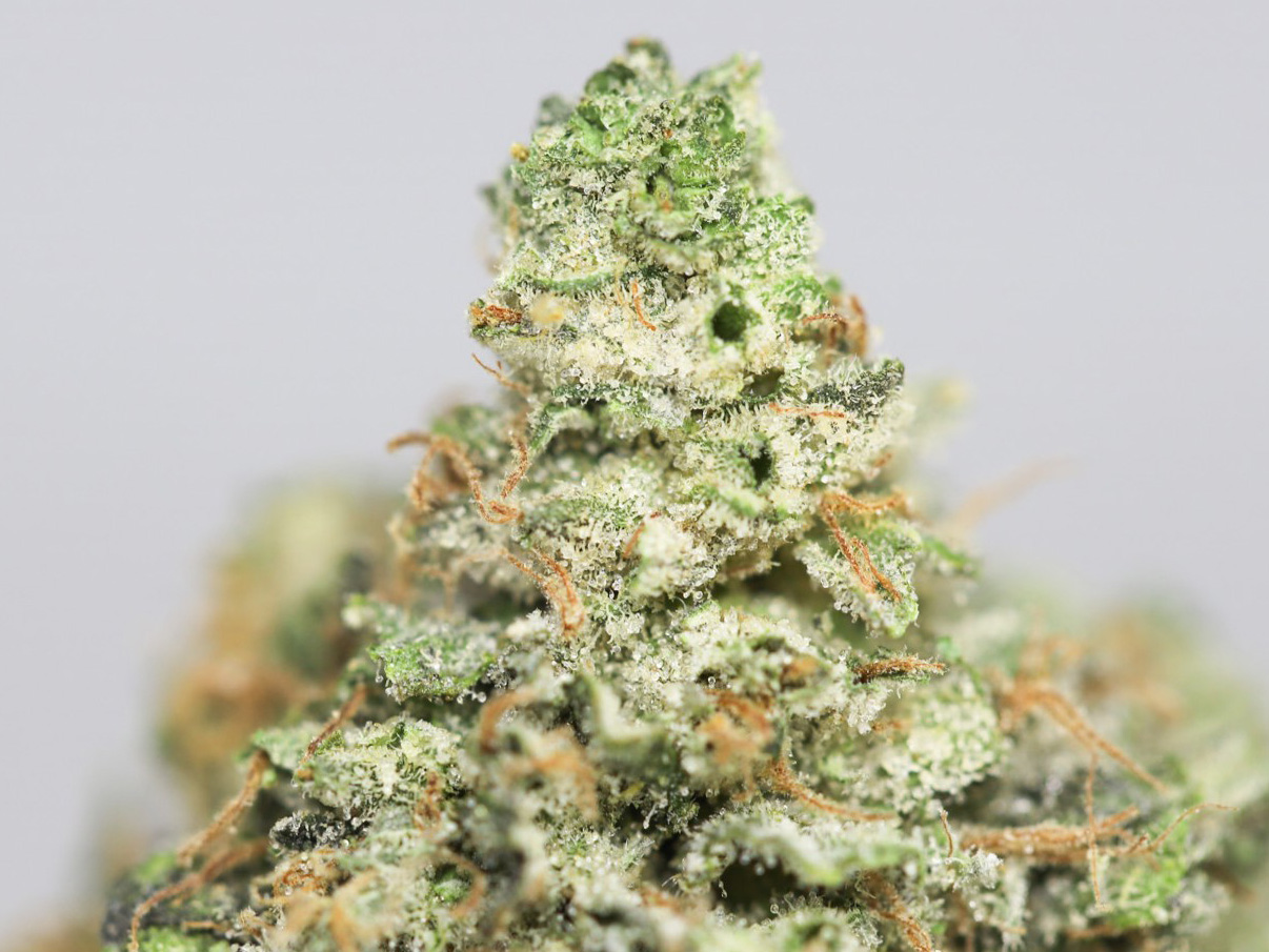 JEDI KUSH AA CLOSE UP.jpg JEDI KUSH AA CLOSE UP.jpg