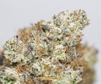 KRFT BLACKBERRY OCTANE CLOSEUP.jpg KRFT BLACKBERRY OCTANE CLOSEUP.jpg