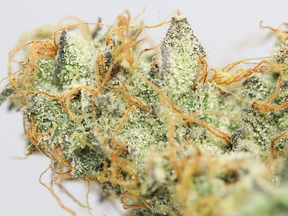 KRFT MRKT 3PAC CLOSE UP.jpg KRFT MRKT 3PAC CLOSE UP.jpg