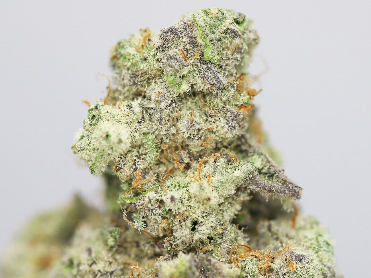 KRFT MRKT CRESCENDO CLOSE UP.jpg KRFT MRKT CRESCENDO CLOSE UP.jpg