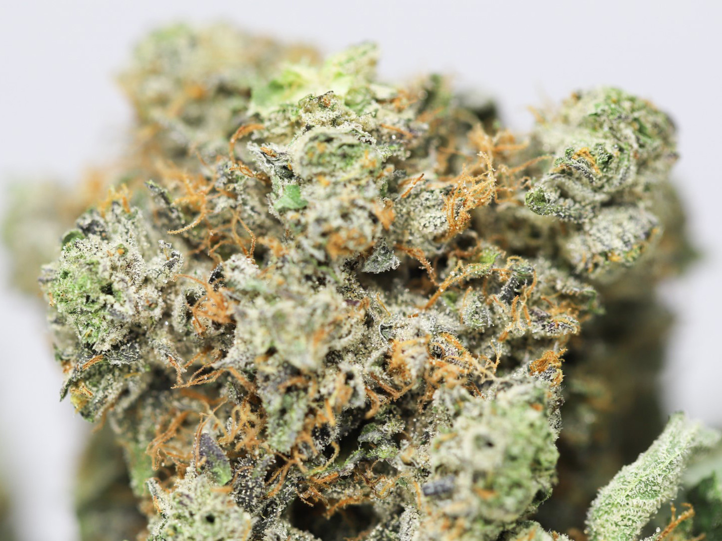 KRFT MRKT MIKE TYSON OG CLOSE UP.jpg KRFT MRKT MIKE TYSON OG CLOSE UP.jpg