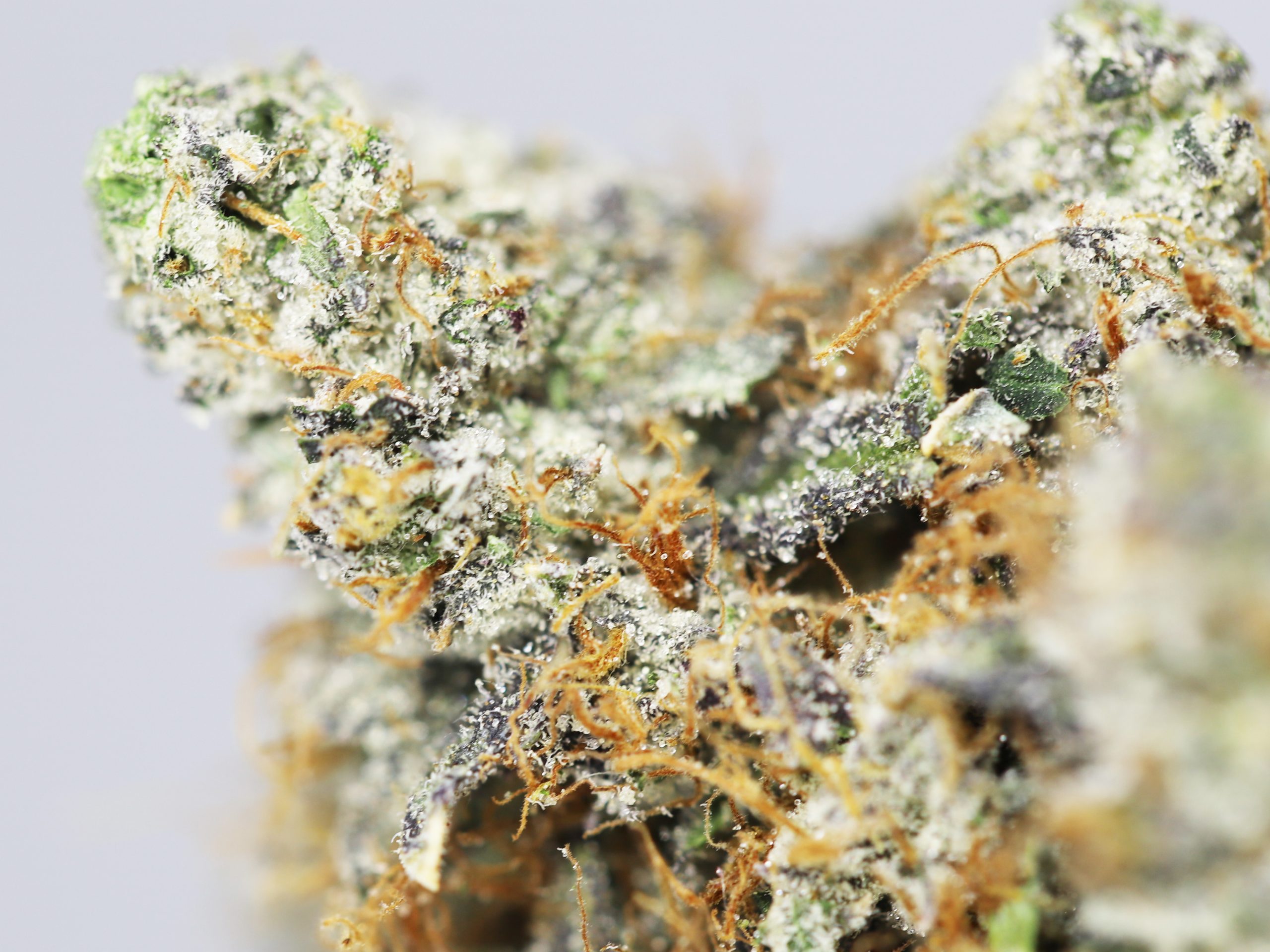 KRFT PACIFIC FROST CLOSE UP 3 scaled 1.jpg KRFT PACIFIC FROST CLOSE UP 3 scaled 1.jpg