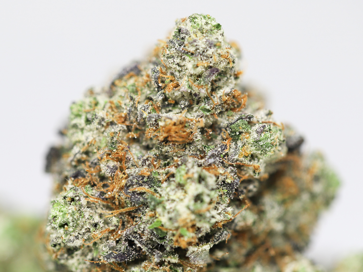 KRFT QUATTRO KUSH CLOSE UP 1.jpg KRFT QUATTRO KUSH CLOSE UP 1.jpg