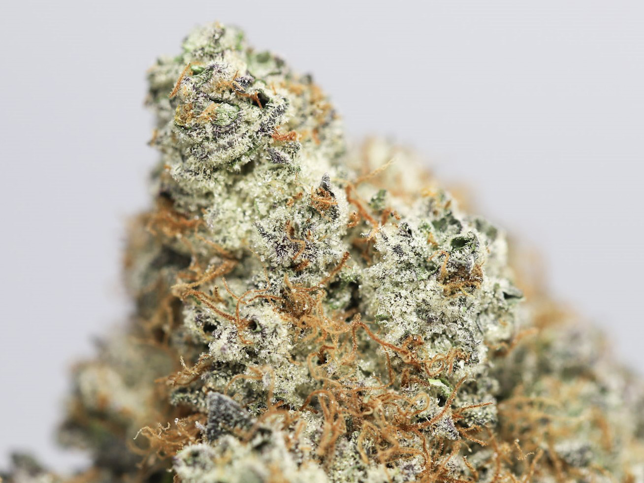 KRFT SNOOP S DREAM CLOSE UP.jpg KRFT SNOOP S DREAM CLOSE UP.jpg