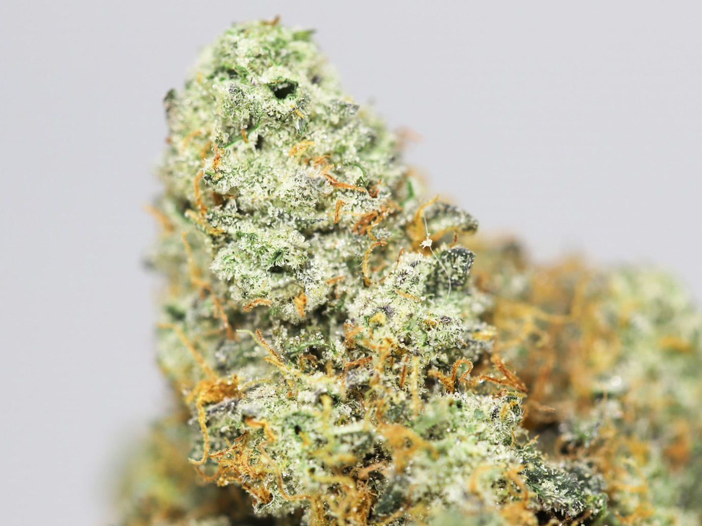 KRFT STRAWBERRY GARY CLOSE UP.jpg KRFT STRAWBERRY GARY CLOSE UP.jpg