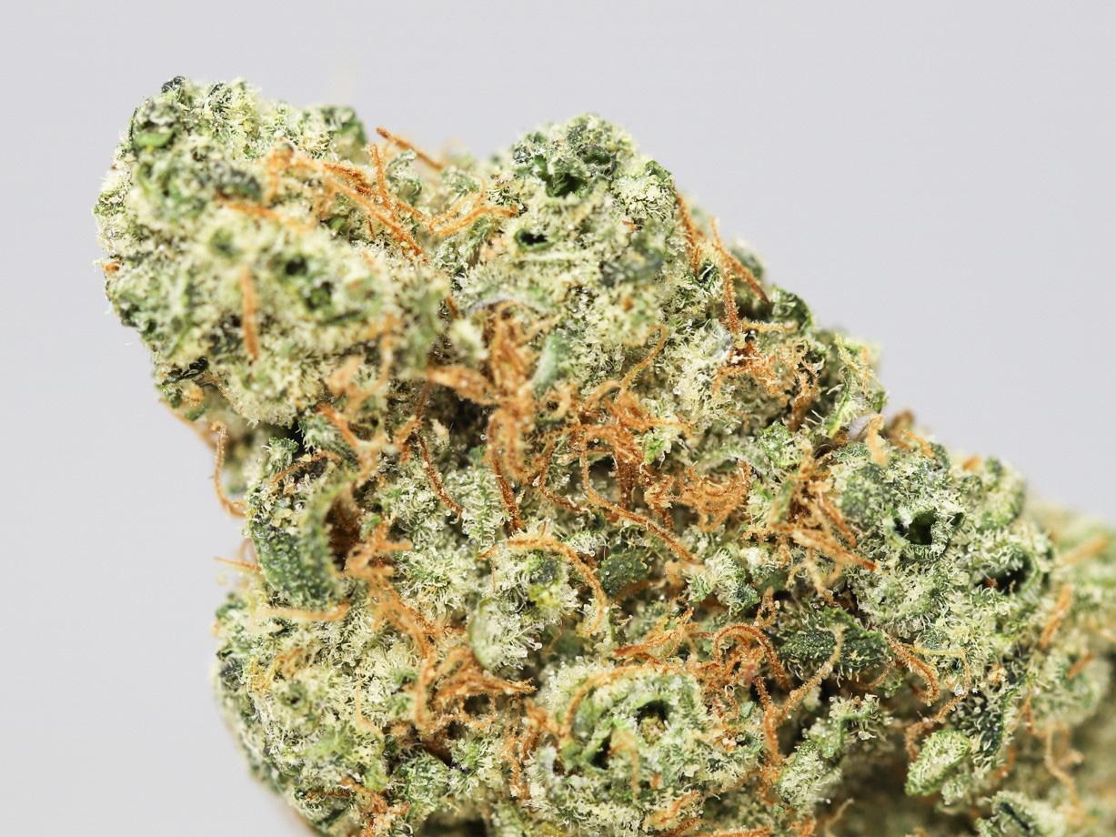 LEMON BURST CLOSE UP 1.jpg LEMON BURST CLOSE UP 1.jpg