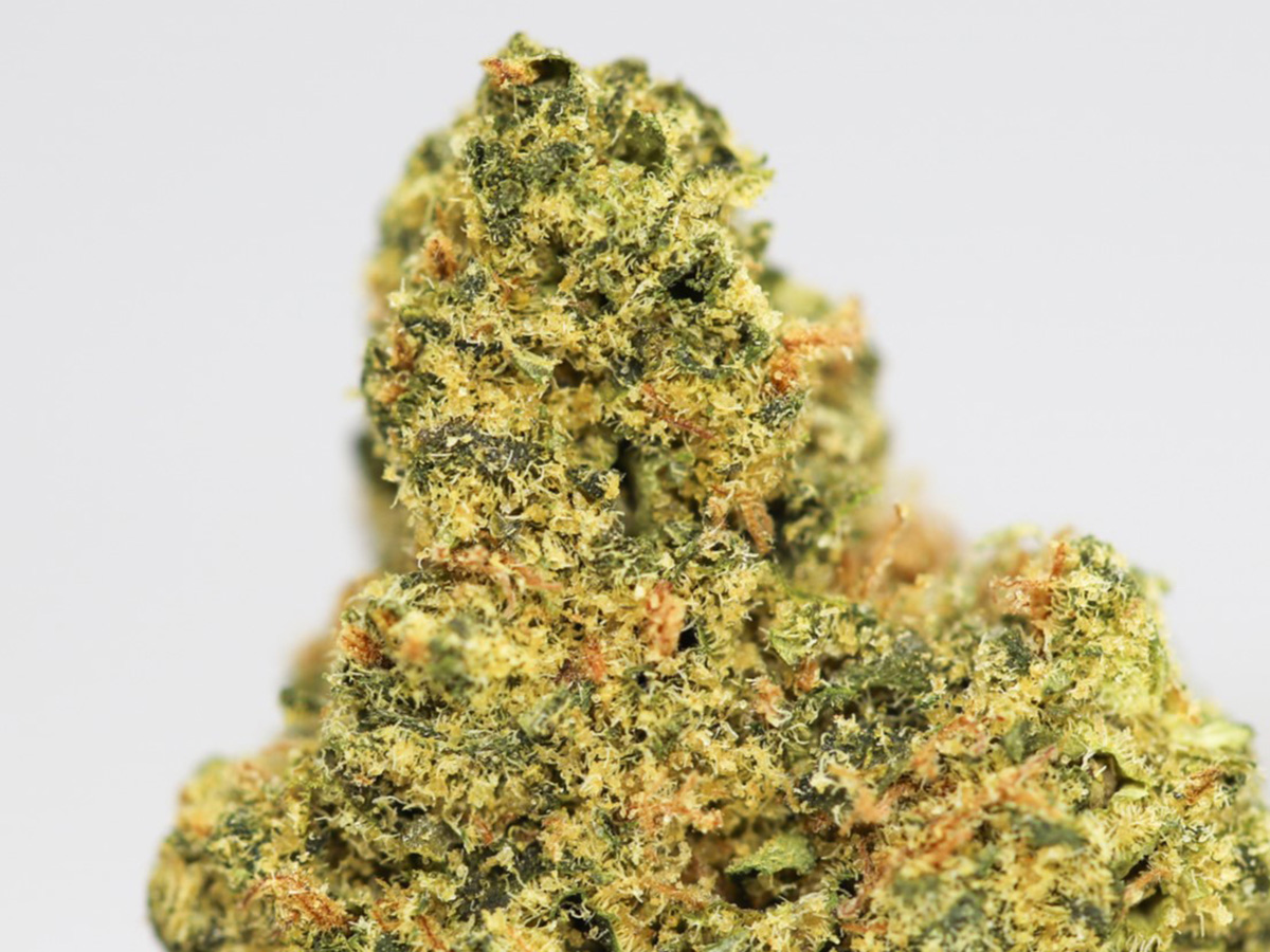 LEMON ZKITTLE AA CLOSE UP.jpg LEMON ZKITTLE AA CLOSE UP.jpg