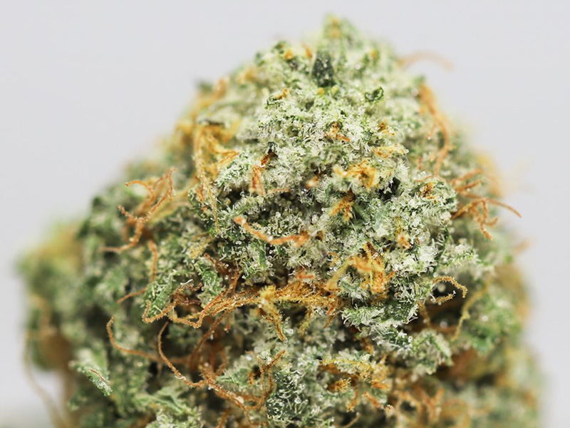 MAUI MANGO CLOSE UP.jpg MAUI MANGO CLOSE UP.jpg
