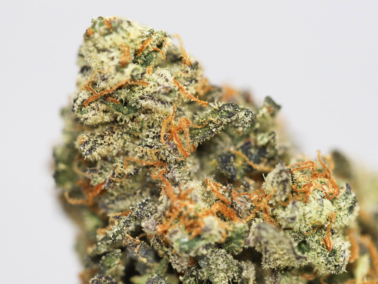 MAUI WOWIE AAA CLOSE UP 1.jpg MAUI WOWIE AAA CLOSE UP 1.jpg