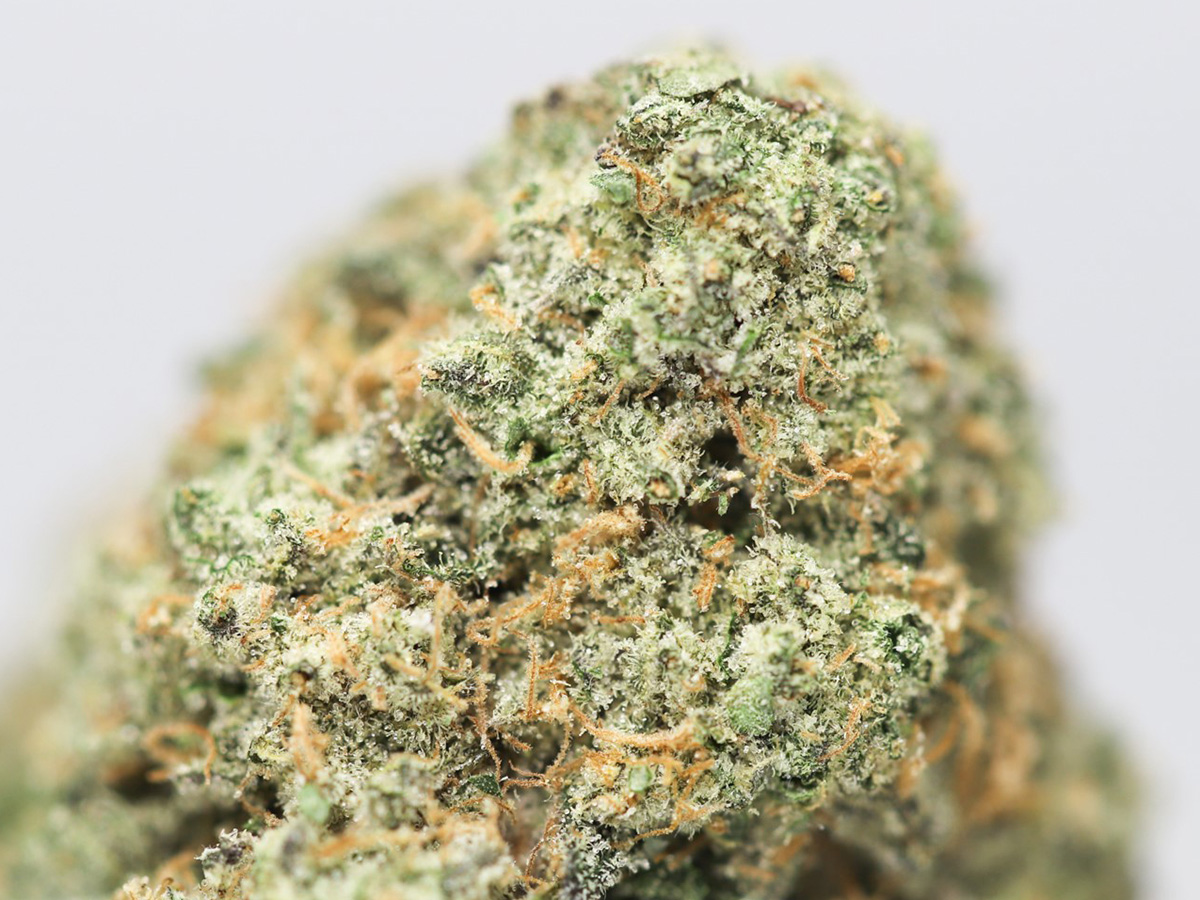 MOBY DICK AAA CLOSE UP 1.jpg MOBY DICK AAA CLOSE UP 1.jpg