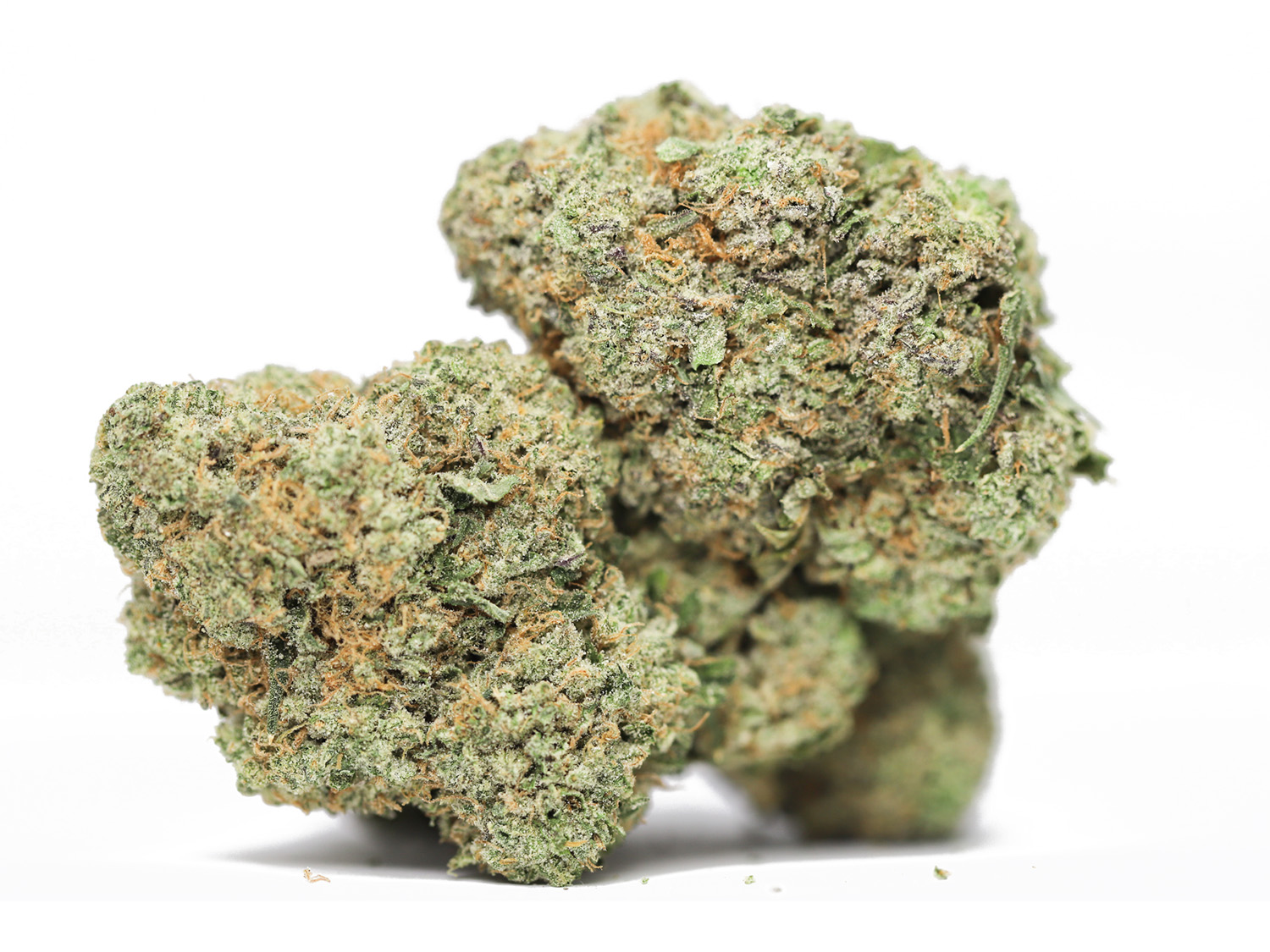 MOBY DICK AAA RESTOCK 1.jpg MOBY DICK AAA RESTOCK 1.jpg
