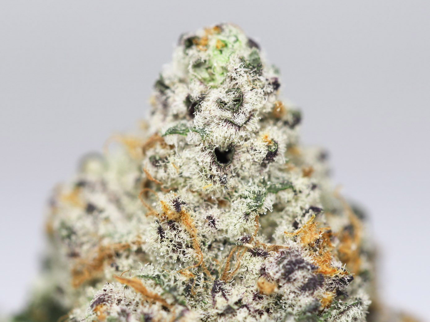 ORANGE CRUSH AAA CLOSE UP.jpg ORANGE CRUSH AAA CLOSE UP.jpg