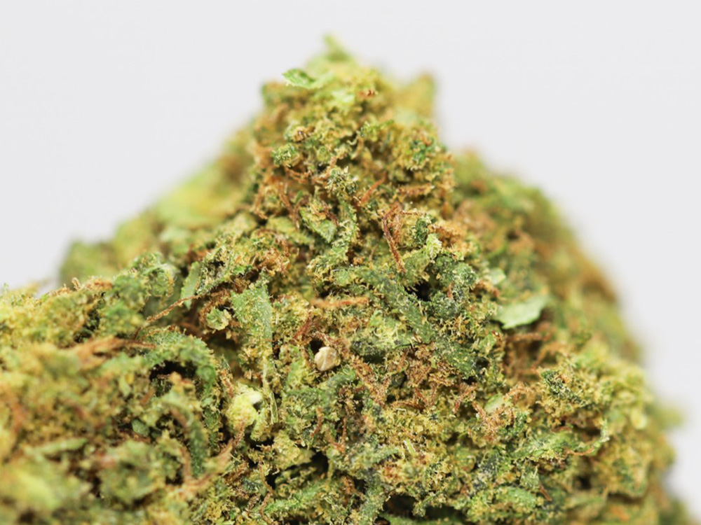 ORANGE HAZE AA CLOSE UP.jpg ORANGE HAZE AA CLOSE UP.jpg
