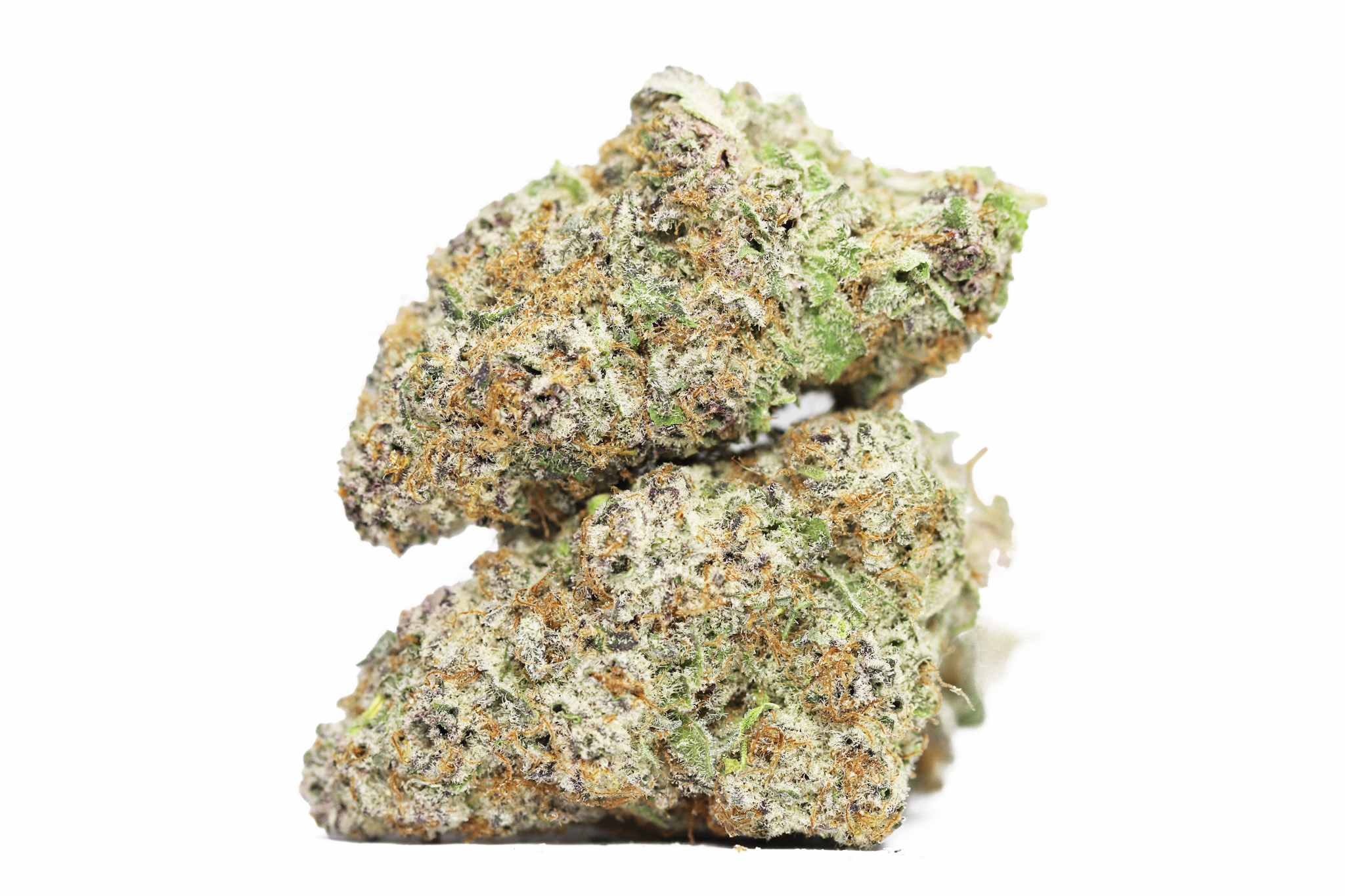 PAPAYA PUNCH AAAA RESTOCK 2.jpg PAPAYA PUNCH AAAA RESTOCK 2.jpg